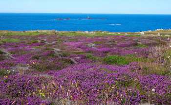 Purple Heather Longships This landscape photograph captures the vibrant purple heather in full bloom during a summer morning at Longships, situated in Cornwall, England, United Kingdom. The foreground is dominated by dense patches of purple heather scattered among wild grasses, while the background features the blue waters of the sea. In the distance, the Longships Lighthouse stands on rocky outcrops, serving as a notable landmark positioned against the expanse of the Atlantic Ocean. The bright lighting and clear skies typical of summer mornings enhance the natural colors of the coastline of Cornwall, with the Longships Lighthouse and the surrounding sea forming a distinctive scene from this region of England.